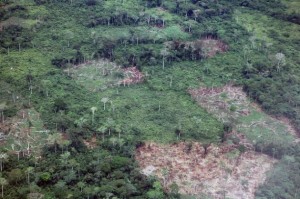 The Democratic Republic of Congo (DRC) has the world’s second-largest tropical forest landscape. Yet deforestation has encroached on much of the landscape. Credit: Taylor Toeka Kakala/IPS