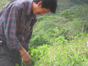 A Bolivian cocalero shows his leaf-picking technique. Credit: Diana Cariboni/IPS