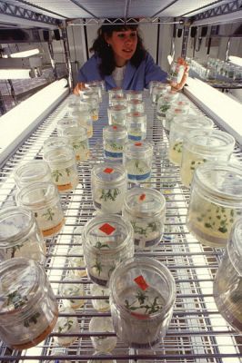 Technician Christine Berry checks on futuristic peach and apple “orchards”. Each dish holds tiny experimental trees grown from lab-cultured cells to which researchers have given new genes. Credit: USDA Agricultural Research Service