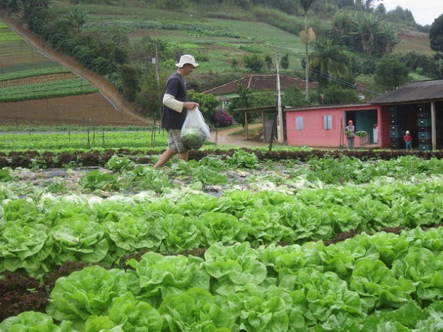 A farmer picks lettuce in Santa María de Jetibá, a hilly farming municipality that is the main supplier of agricultural products for school meals in the city of Vitoria, 90 km away along a winding highway. It is home to the largest Pomeranian community in Brazil and possibly in the world. Credit: Mario Osava/IPS