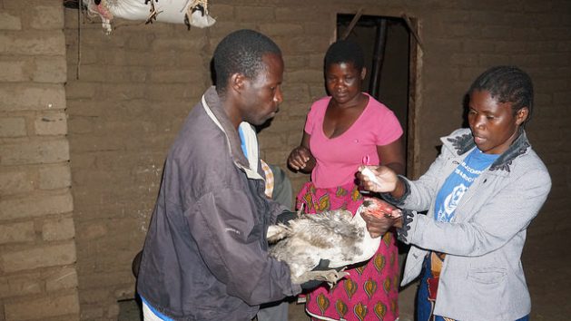 A poultry farmer from Lumbwe village in Malawi hands her chickens to Lydia Katengeza to administer a vaccine against Newcastle Disease. Credit: Charles Mkoka/IPS