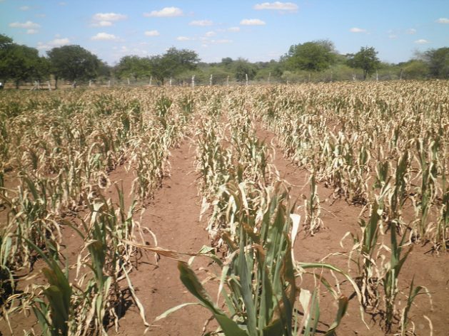A cornfield in Zimbabwe shrivels under poor rainfall conditions that affected the crop nationwide. Credit: Busani Bafana/IPS