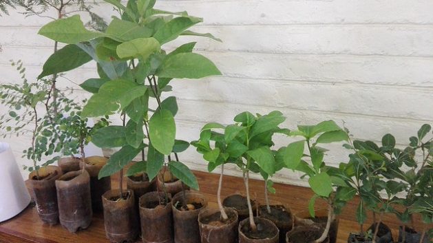 Tree seedlings at a nursery in Zambia, where charcoal production is worsening deforestation. Credit: Friday Phiri/IPS
