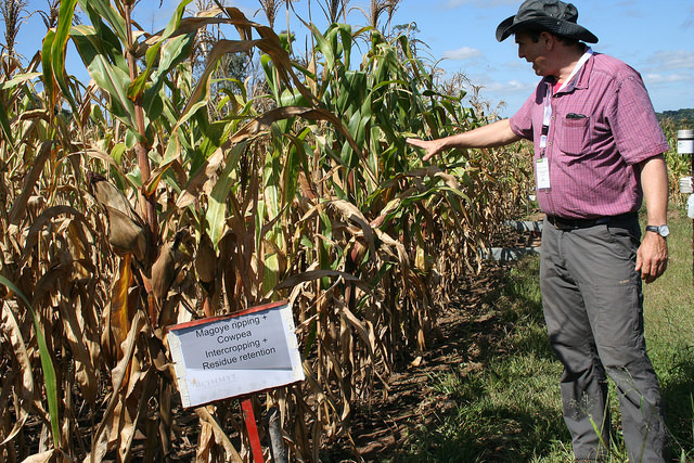 Dr. Christian Thierfelder from CIMMYT explains the multiple benefits of ‘climate-smart agriculture’, in conservation agriculture plots with a maize-cowpea intercropping system outside Harare, Zimbabwe. Credit: Busani Bafana/IPS