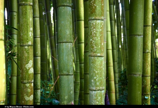 Bamboo is stronger than concrete or steel but is a renewable resource, providing refuge and food for wildlife as well as biomass. Credit: CC by 2.0