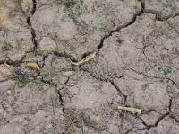 VIDEO: World Day to Combat Desertification – Land Has True Value. Invest In It