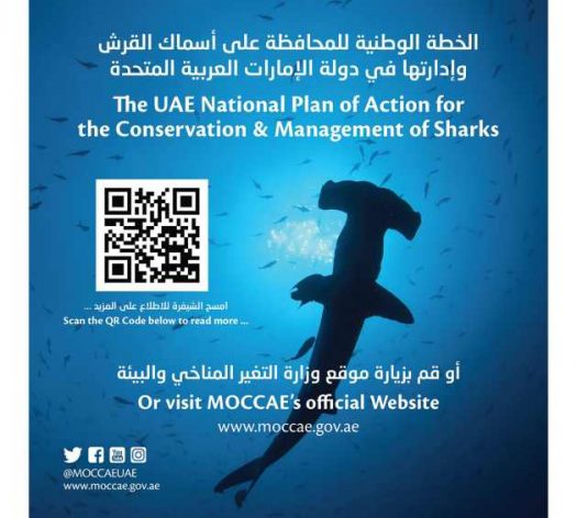 MoCCAE develops plan for shark conservation