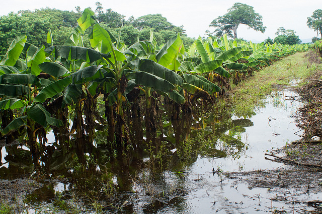 Rows of banana plants on a farm flooded by heavy rains in the village of San Marcos Jiboa, in the central Salvadoran municipality of San Luis Talpa. The rains that hit Central America in mid-October not only impacted crops but also left 38 dead and more than 200,000 people affected in the region. Credit: Edgardo Ayala/IPS
