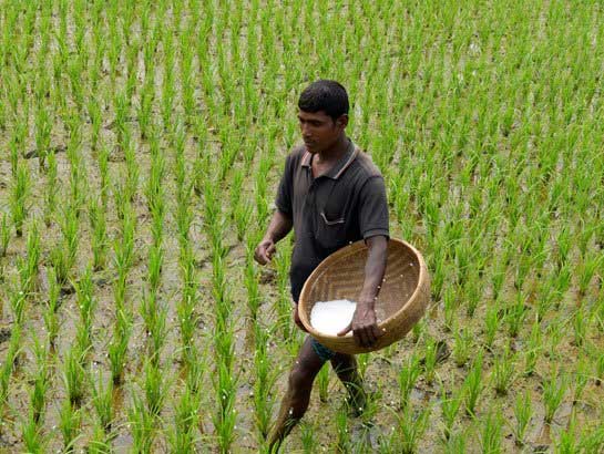 bangladesh-welcomes-a-new-high-yielding-biofortified-zinc-rice
