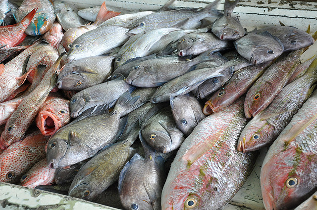The Fisheries Sector in the Caribbean Community is an important source of income. Four Caribbean countries have done an inventory of the major sources of mercury contamination in their islands. Credit: Desmond Brown/IPS