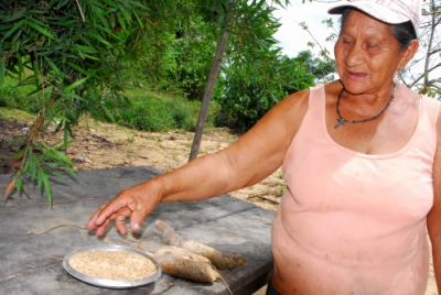 Margarita Amabeja with the rice seed she is about to plant, and this season's first cassava.  / Credit:Franz Chávez/IPS 