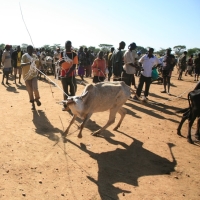 There is evidence that at the household level, livestock improves the lives of the poor better than crop-related agriculture. / Credit: Glenna Gordon/IRIN