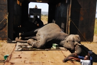 Adjusting the trunk of an anaesthetised elephant. The tip of the trunk has been amputated, most likely after being caught in a snare. / Credit: IFAW
