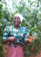 Chirimanyemba
 in her maize field: conservation agriculture techniques have turned her
 fortunes around. / Credit: Ephraim Nsingo/IPS