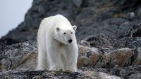 A polar bear on Russia's Chukchi Peninsula. / Credit:WWF/Russia