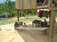 Coca field in Amazon jungle village. / Credit:Courtesy of Central Ash�ninka del R�o Ene. 