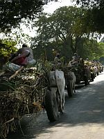 Sugarcane farmers taking their yield to a cooperative sugar mill near Baramati, Pune district. / Credit:Jaideep Hardikar/IPS