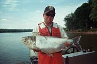Invasive Asian silver carp caught by a wildlife officer during a roundup. / Credit:U.S. Fish and Wildlife Service
