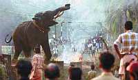 Kerala is seeing increasing instances of temple elephants running amok. / Credit:K.S. Hari Krishnan/IPS