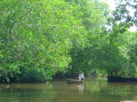 A protected area on Tilapa beach, one of the few mangrove sanctuaries left on Guatemala's Pacific coast.
 / Credit:Courtesy of CONAP