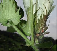 The Polistes wasp provides natural biocontrol to cotton fields by hunting down bollworms and other pests on the plant.  / Credit:Dominik Hundhammer/Wikimedia Commons