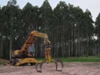 Eucalyptus plantation in Uruguay.
 / Credit:Courtesy of the World Rainforest Movement