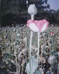 poppy3.jpg