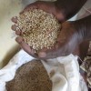 AICO Africa's subsdiaries are all established names in cotton production, agro-processing and seed production in Zimbabwe.  Credit: Isaiah Esipisu/IPS
