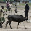 A boy in Pibor County, Jonglei state, takes a cow to graze. In South Sudan cattle are valued for their intrinsic wealth.  Credit: Charlton Doki/IPS