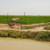 The Mauritanian government is turning to several new approaches to agriculture, including expanded irrigation schemes. Credit: BertramzWikicommons 
