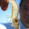 Farmed shrimp. Credit: Photostock