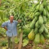 Antonio da Costa and his giant papayas, grown thanks to an underground reservoir.  Credit: Mario Osava/IPS