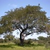 A locust bean tree in Burkina Faso.  Credit: Vitelleria/Wikicommons