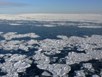 Arctic sea ice.  Credit: Christof Luepkes, courtesy of the Alfred Wegener Institute