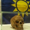 One of 20 Nama and Herero skulls kept for decades at the anatomic collection of Berlin Charité and now repatriated to Namibia. Credit: Courtesy of Yonas Endrias