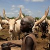 A member of the Mundari tribe stands amongst cattle in Terekeka, South Sudan. Credit: Jared Ferrie/IPS