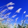 ACP countries view sugar not only as a tradeable commodity but as a driver of development. Credit: USDA/Scott Bauer