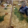 Teófila Anchahua in the highlands of Peru raises guinea pigs with the help of a microloan.  Credit:  Julio Angulo/IPS