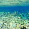 On the Yucatán coast, some species recover more quickly from hurricanes and rising sea levels than others.  Credit: Courtesy of Víctor Vidal