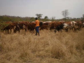 Water from acid mine drainage is unsuitable for human and animal consumption. Credit: Busani Bafana/IPS