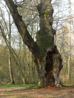 The damaged Saint-Jean Oak tree near Paris. Credit: A.D.McKenzie/IPS.