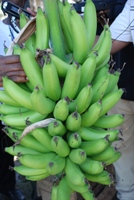 The island of Jersey figures as one of the largest exporters of bananas to Europe, due to multinational tax dodging practices. Credit: Busani Bafana/IPS