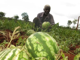 Geoffrey Ndung’u earns a living growing watermelons on his dry land.  Credit: Isaiah Esipisu/IPS