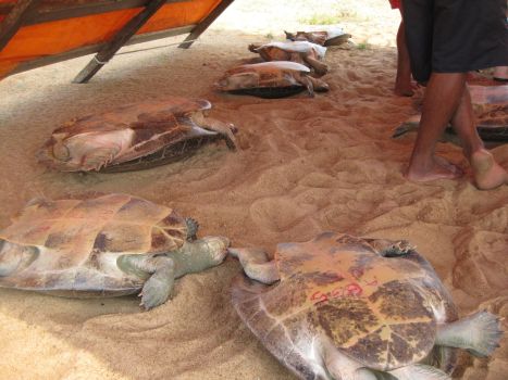 Turtles rounded up for research and flipped over to keep them from escaping.  Credit: Mario Osava/IPS