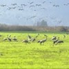 At home in Hula Valley. Credit: Pierre Klochendler/IPS.