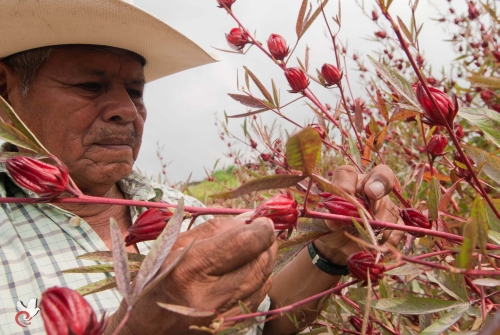 Trinidad de la Cruz, 73, was tortured in front of activists and journalists, and then murdered.  Credit: Movement for Peace with Justice and Dignity