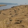A large part of the eggs laid by turtles on the beaches of the Xingu river are lost due to different causes.  Credit: Mario Osava/IPS 