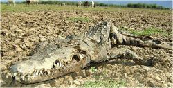 A crocodile carcass on Lake Kamnarok. In the distance cows graze on the lake bed. Credit: Peter Kahare
