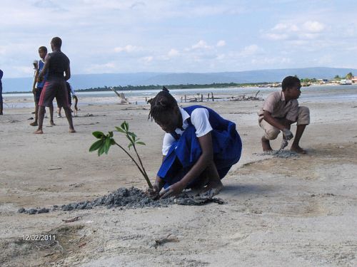 School children in Jamaica plant mangrove seedlings on Dec. 2, 2011 to fortify coastal areas from the effects of climate change.  Credit: Courtesy of the Caribbean Coastal Area Management Foundation
