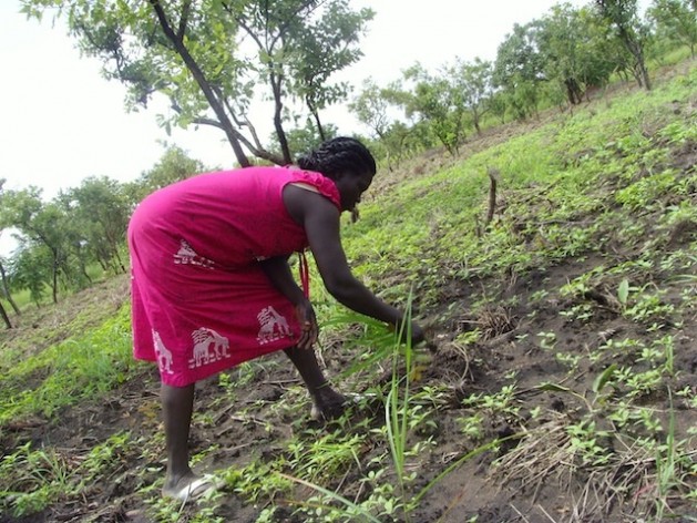 A woman weeds a sesame crop field in South Sudan's Eastern Equatoria state Credit:  Charlton Doki/IPS